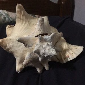 Large seashell